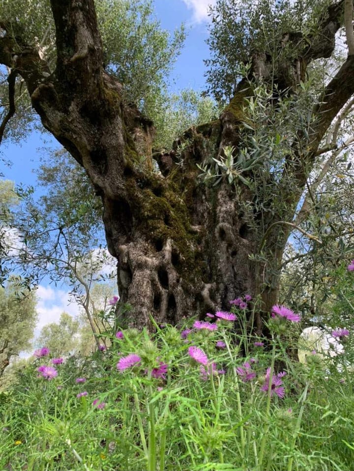 Giochi E Merenda Allaria Aperta Fattoria Parco Degli Ulivi